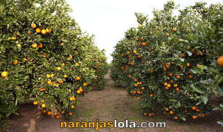 Cultivo de Naranjas Naturales